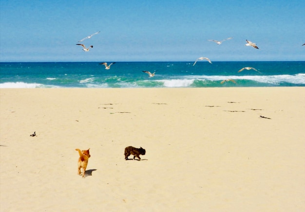 Foto een zwerm meeuwen op het strand