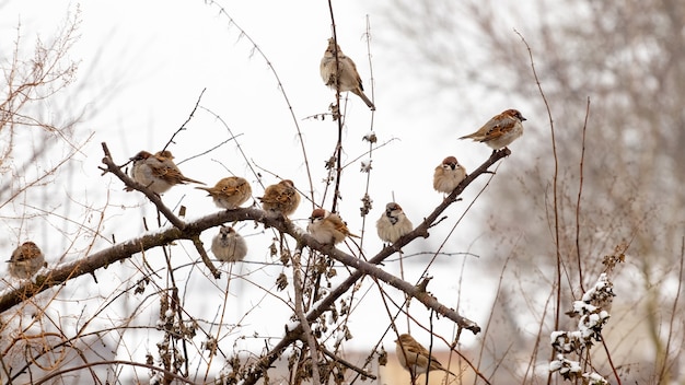 Een zwerm mussen zit in de winter bij strenge vorst op droge takken van een boom. vogels in de winter