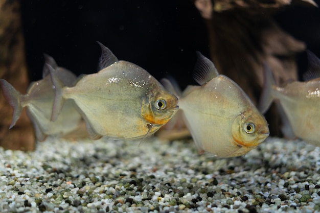 Een zwerm prachtige vissen zwemt in het aquarium metynnis argenteus order characinous oceanarium