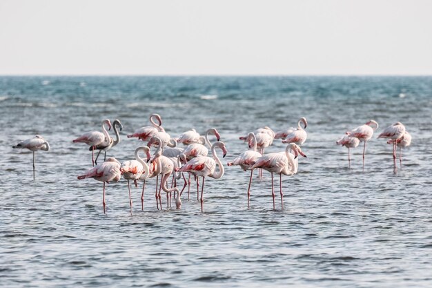 Een zwerm roze wandelende flamingo's op het strand van Alexandroupolis Evros Griekenland in de buurt van het nationale park Delta Evros