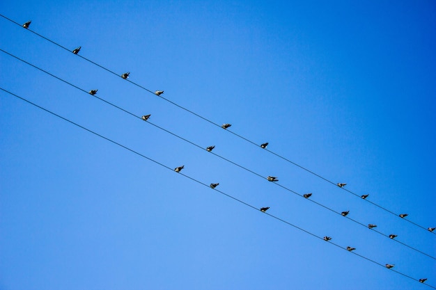 Een zwerm vogels die op kabels zitten tegen een heldere blauwe hemel.