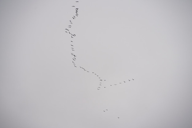 Een zwerm vogels geïsoleerd in de lucht