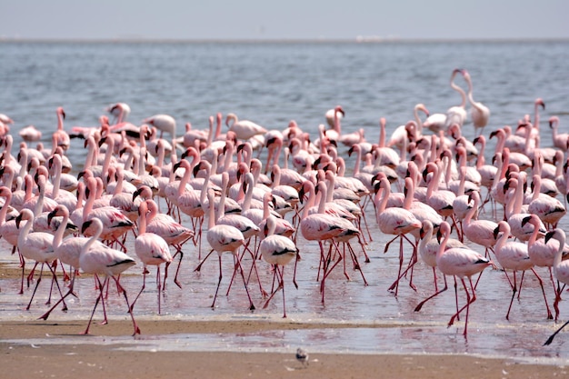 Een zwerm vogels in de zee.
