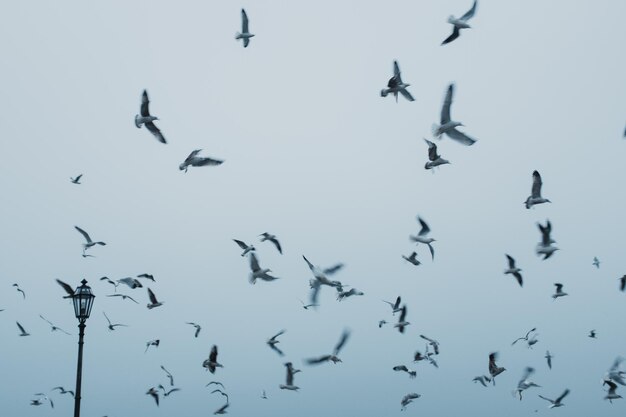 Een zwerm vogels vliegt in de heldere lucht.