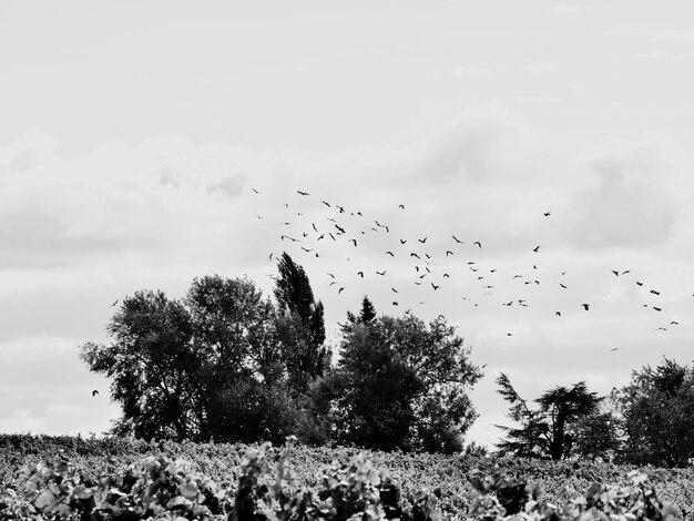 Foto een zwerm vogels vliegt in de lucht.