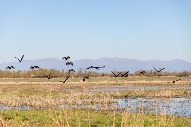Een zwerm vogels vliegt in de lucht.