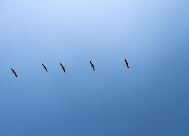 Een zwerm vogels vliegt in een blauwe lucht