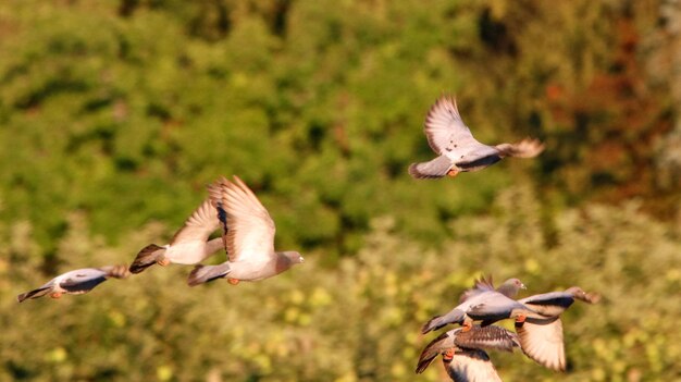 Een zwerm vogels vliegt over het veld.