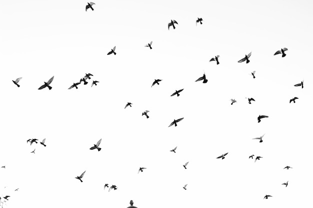 Een zwerm vogels vliegt tegen een heldere hemel.