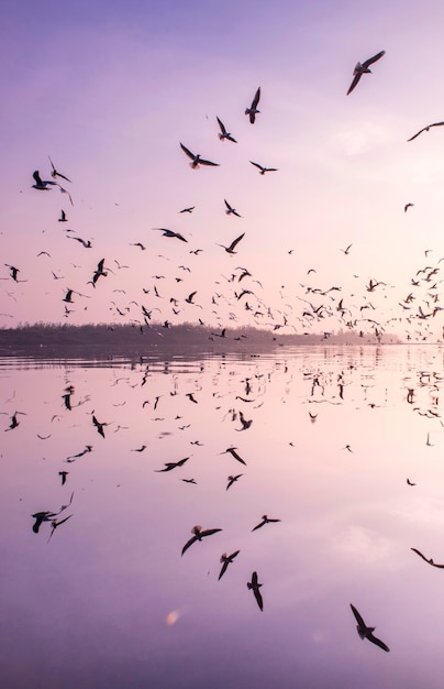 Een zwerm vogels vliegt tijdens de zonsondergang over het meer tegen de lucht.