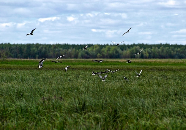 Een zwerm witvleugelsterns over een waterweide KhantyMansiysk West-Siberië, Rusland