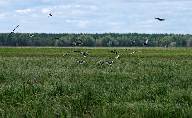 Een zwerm witvleugelsterns over een waterweide KhantyMansiysk West-Siberië, Rusland