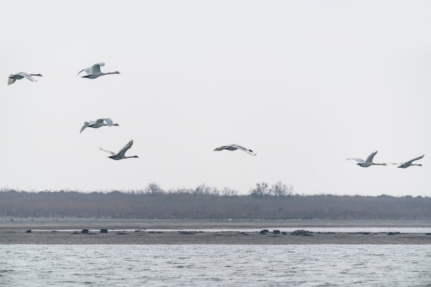 Een zwerm zwanen tijdens de vlucht