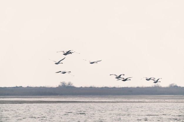 Een zwerm zwanen tijdens de vlucht