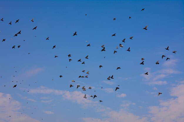 Een zwerm zwarte duiven vliegt in de blauwe lucht