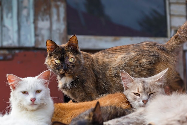 Een zwerm zwerfkatten die op straat liggen