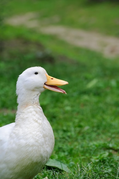 Eend close-up op een achtergrond van groen gras