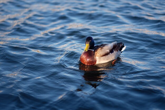 Eend die in het blauwe water zwemt