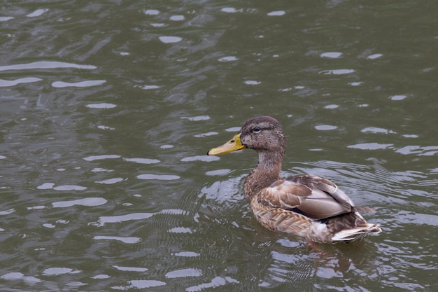 Eend die in het kanaal van de meerstad zwemt, telefotoschot