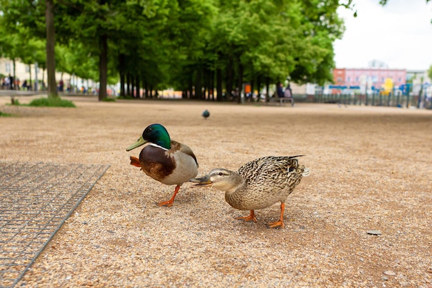 Eend die leeft in een stadspark eendportret