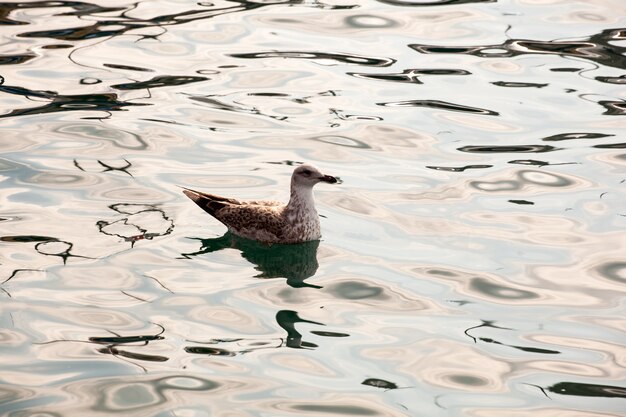 Eend die op water zwemt