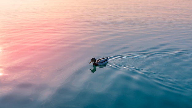 Eend drake op het kalme water van het Gardameer in de stralen van de ondergaande zon