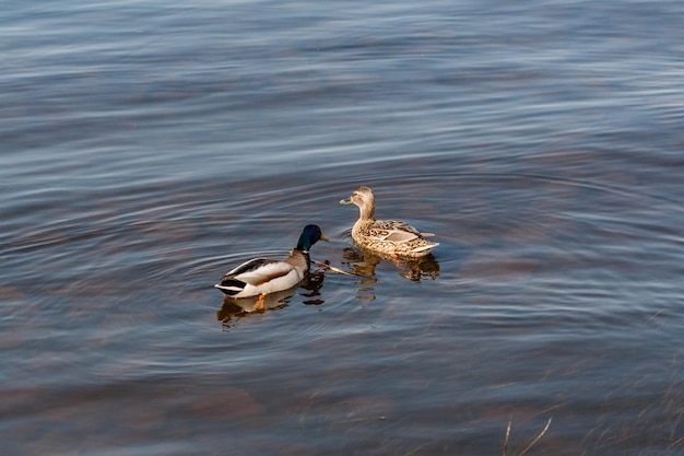 Eend en woerd drijven op het water