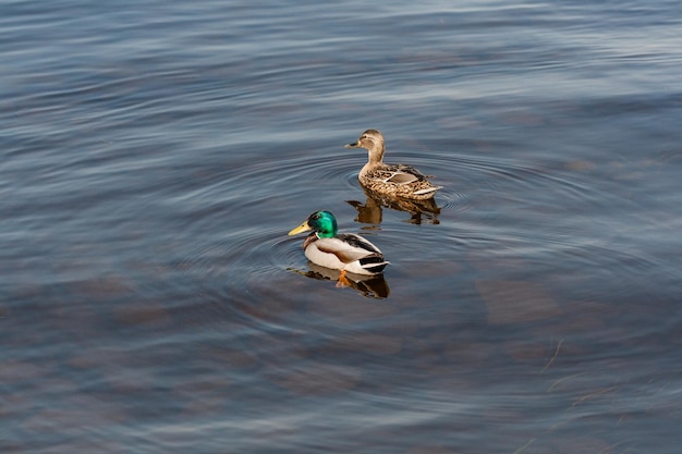 Eend en woerd drijven op het water