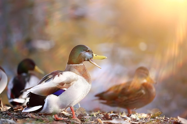 eend herfst park vijver / vogel bij de vijver in het park, wilde eend trekvogel