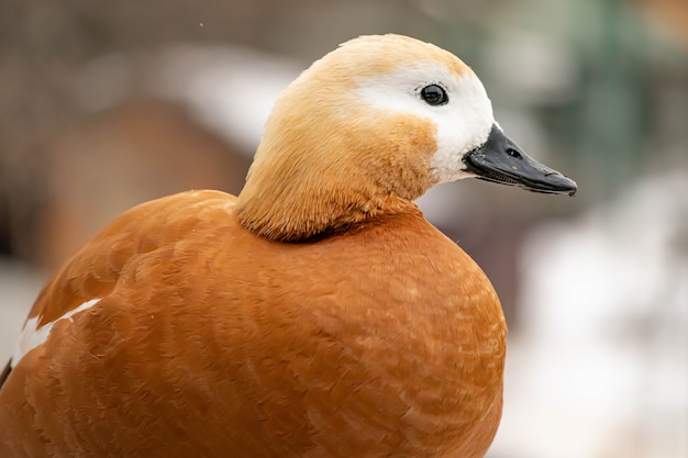 Foto eend hoofd portret close-up.