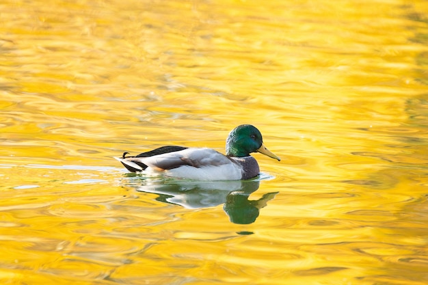 Eend in de herfstvijver