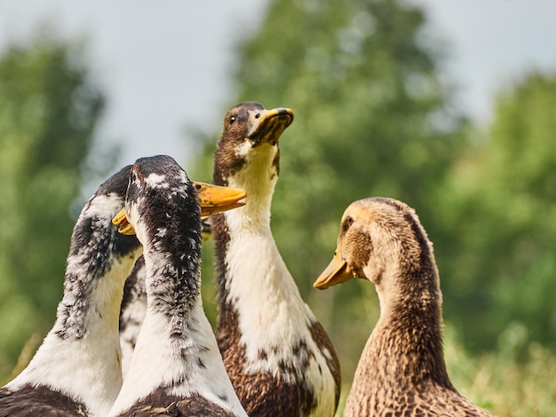 Eend op een boerderij