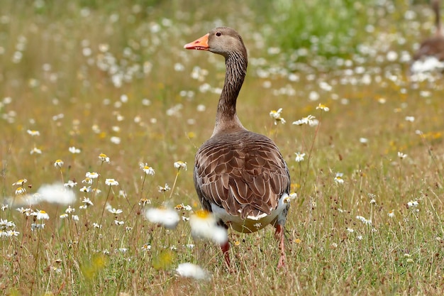 Eend op een grasveld .