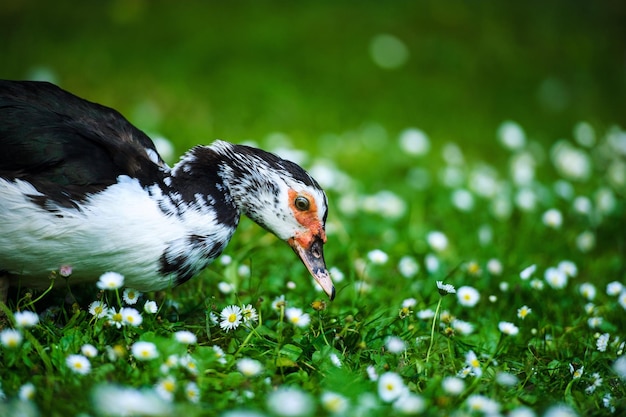 Eend op een groene weide met bloemen