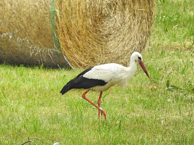 Foto eend op het gras.