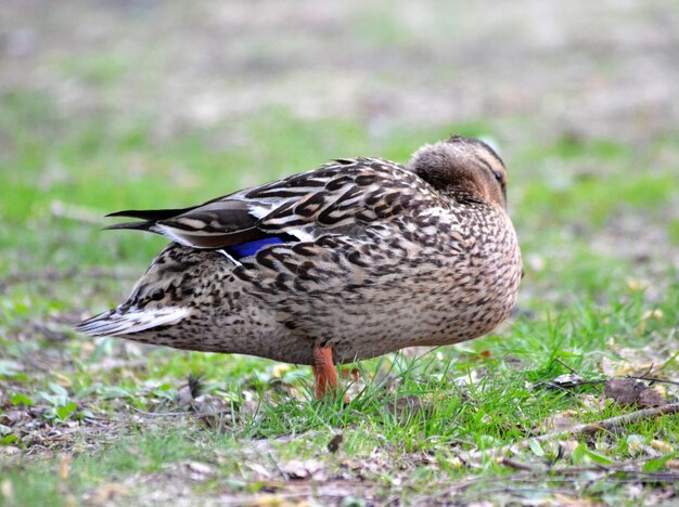 Foto eend op het grasveld