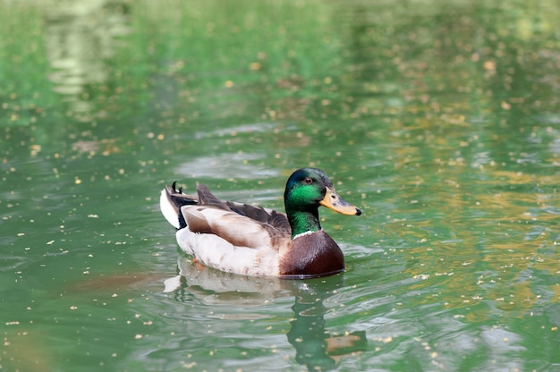 Eend op het meer in de dierentuin