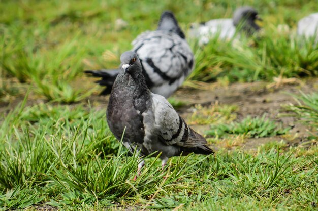 Eend op het veld.