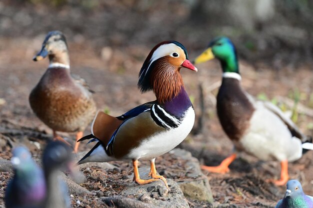 Foto eend op het veld.