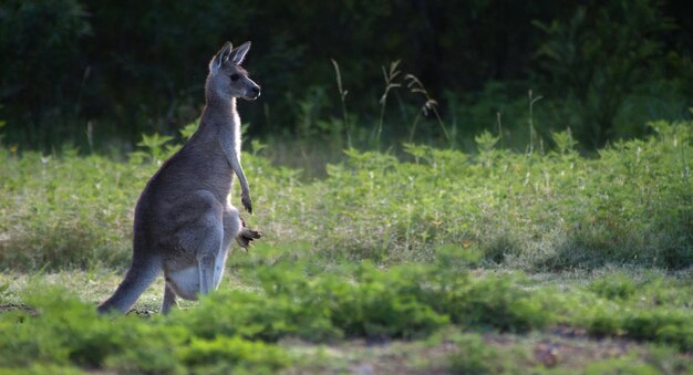 Foto eend op het veld.