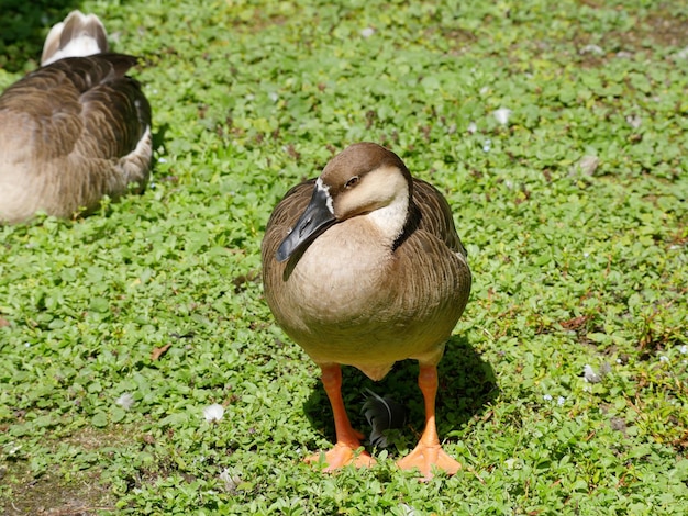 Foto eend op het veld.