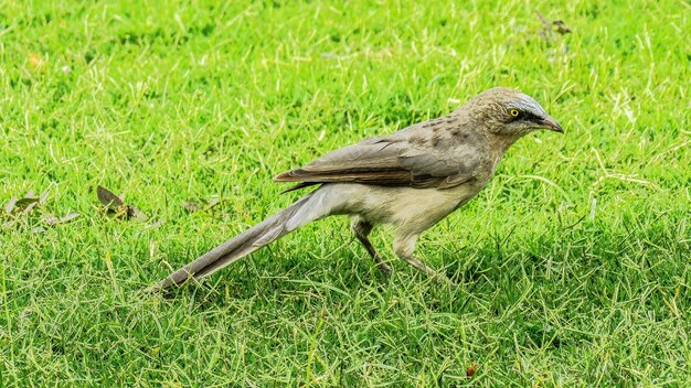 Foto eend op het veld.