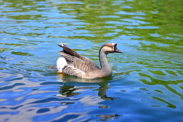 Foto eend op het water