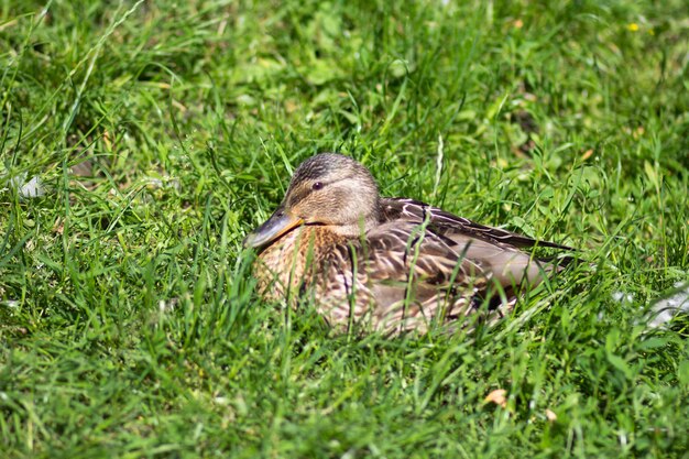 Eend zittend op groen gras in zomerpark