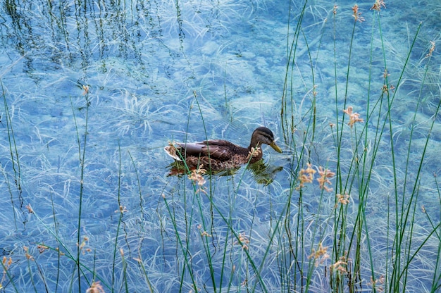 Eend zwemmen in een helder watermeer