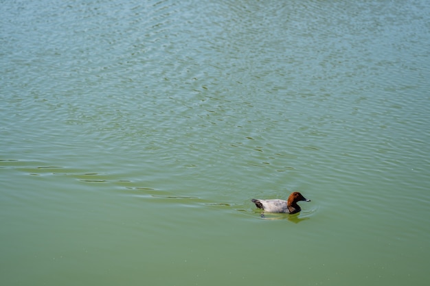 Eend zwemmen in meerwater