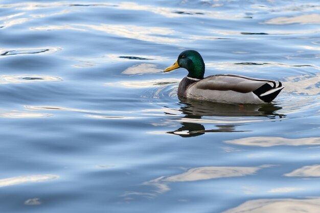 Eend zwemt in het blauwe water van het meer