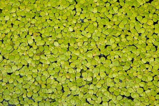 Eendekroos. groene eendekroos natuurlijke achtergrond op water.