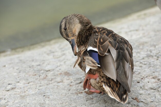 Eenden bij het meer in het park