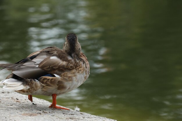 Eenden bij het meer in het park